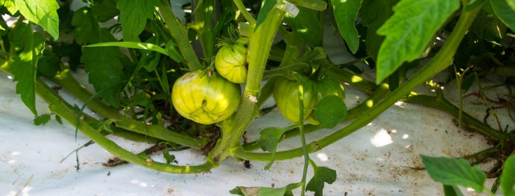 Future caprese salad tomato growing at North Pulaski Farms